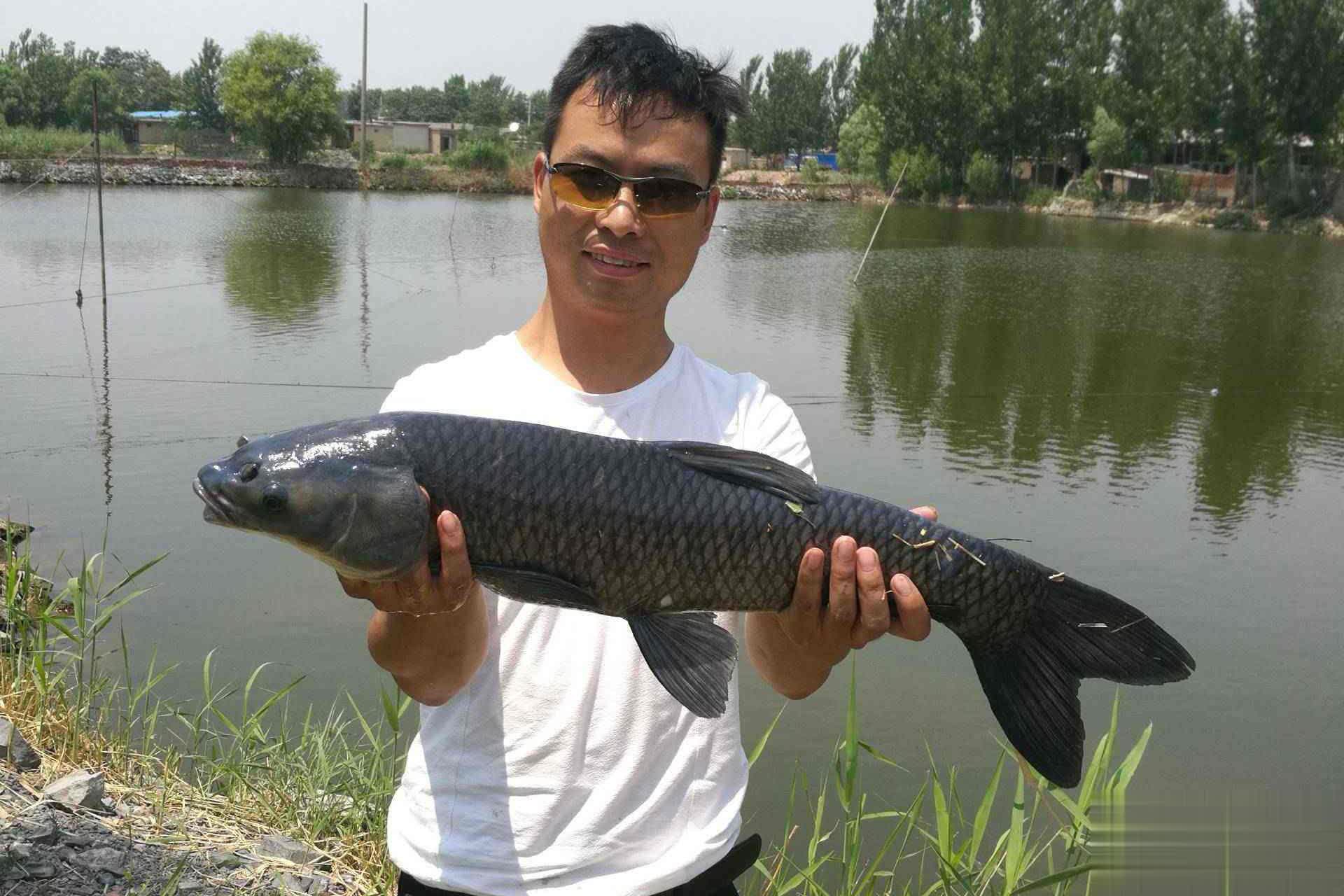 秋季青鱼习